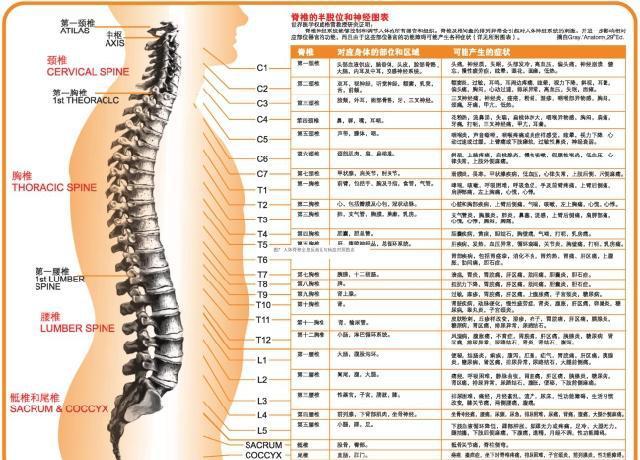 脊椎健康保健,健康养生脊柱理疗