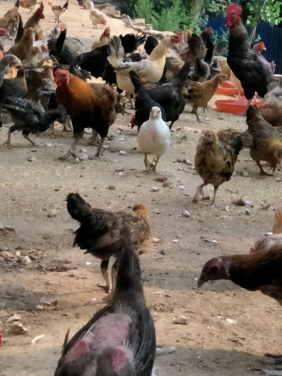 大蒜乌骨鸡,大蒜公鸡