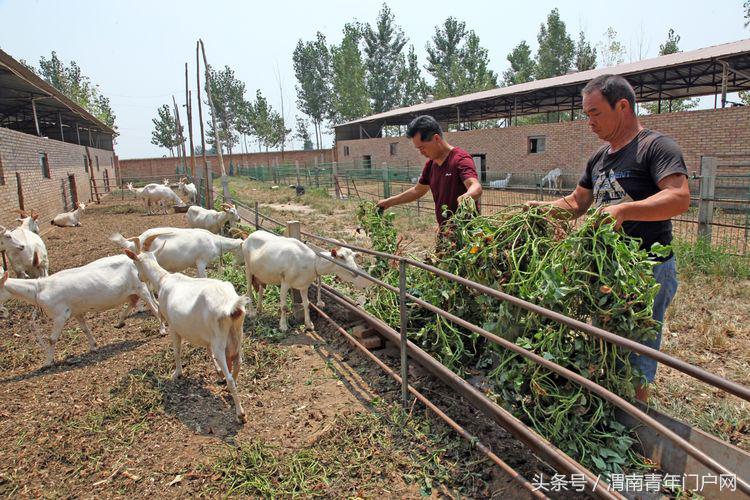 奶山羊扶贫产业示范园,富平县奶山羊产业扶贫