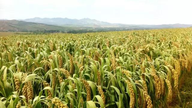 蒙辽冀交界处,蒙冀辽交界处