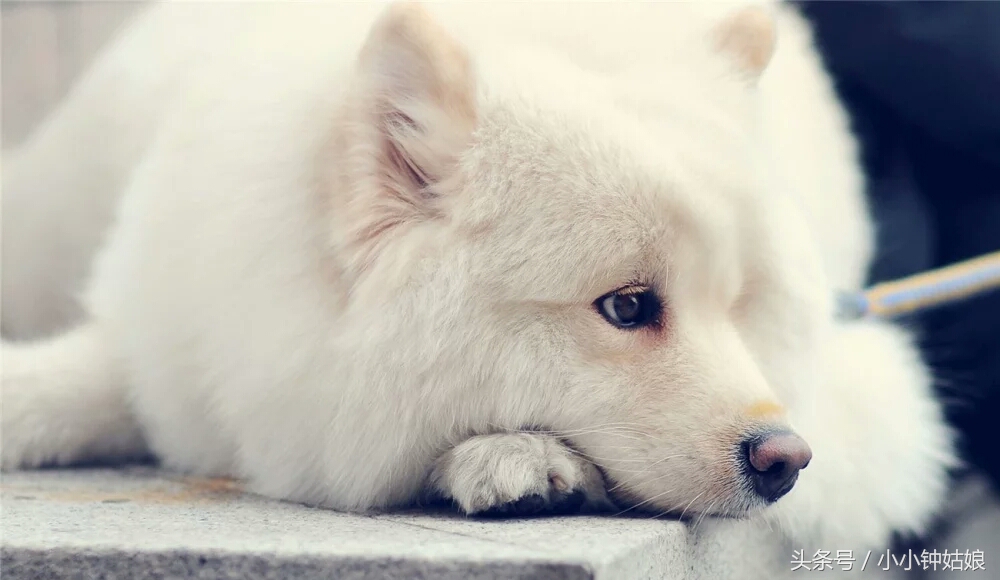 关于狗狗孕期的一些知识