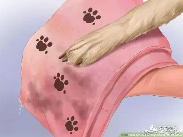 狗狗中暑引发心脏病怎么办,狗狗中暑后一直叫是怎么了