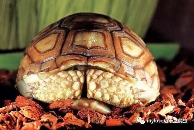 我是陆龟但是我也很怕热哦，千万不要让我暴晒哟