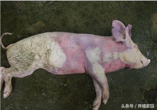 猪耳朵发紫臀部发紫不发烧,育肥猪耳朵发紫会是蓝耳病吗