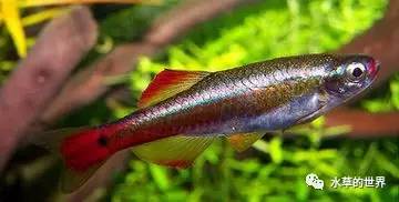 草缸最合适的灯科鱼,观赏草缸小鱼品种介绍