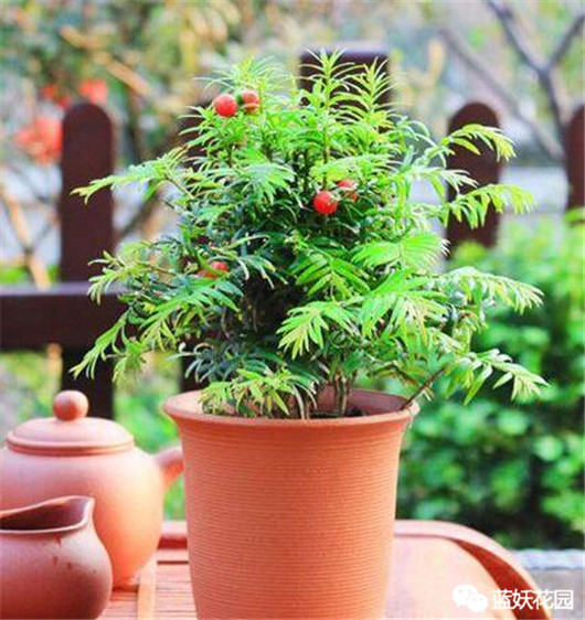 红豆杉出现黄叶怎么办,红豆杉黄叶是什么原因怎样防治