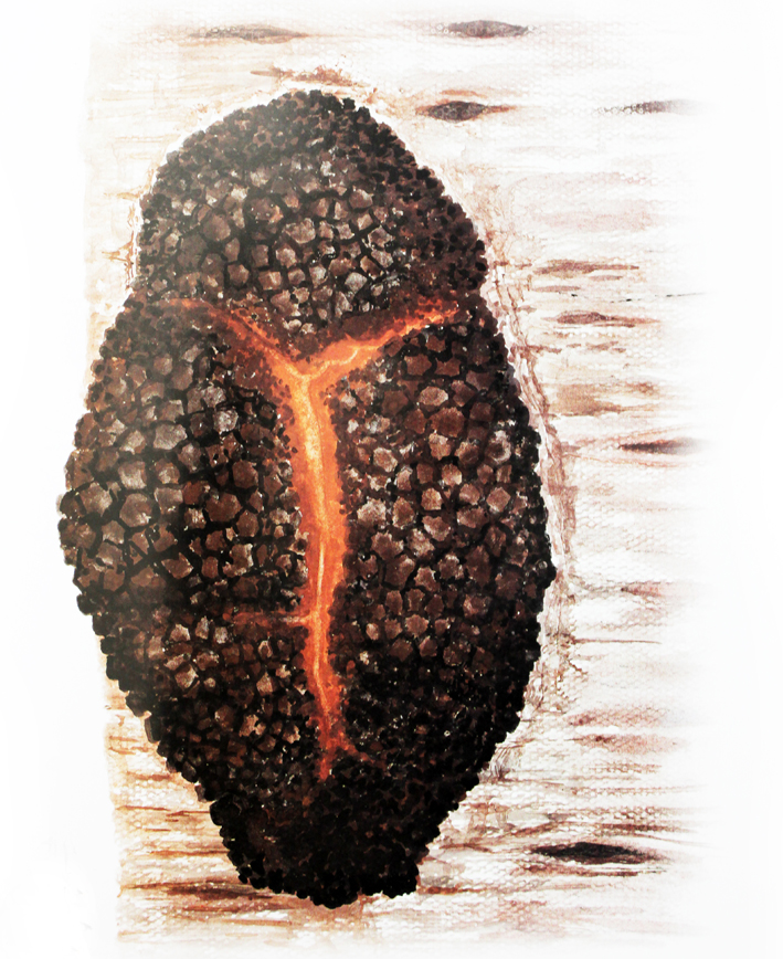 中药变废为宝,中药秘方大量流失