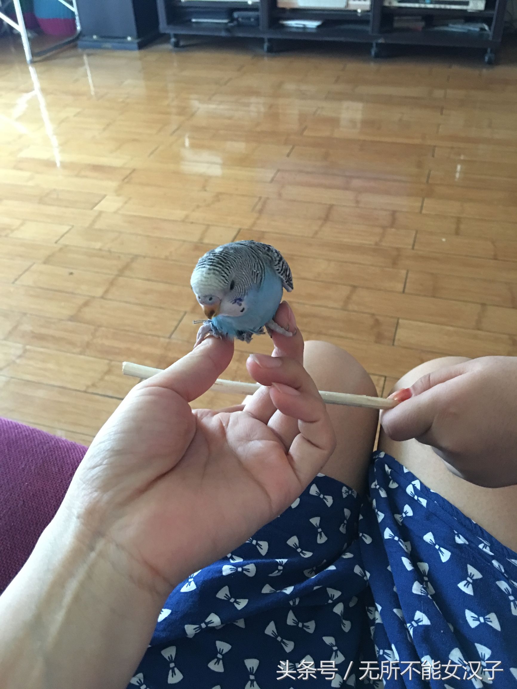 八字腿矫正后的鹦鹉,虎皮八字脚矫正几天