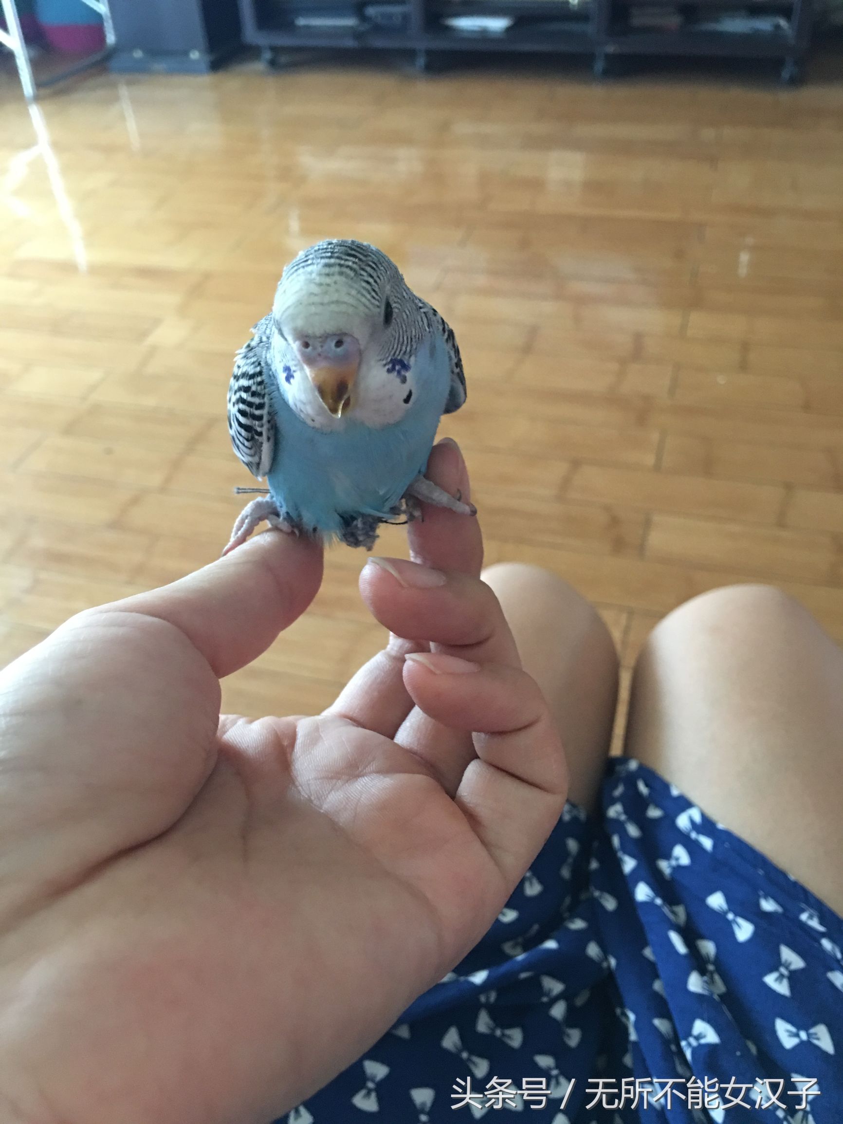 八字腿矫正后的鹦鹉,虎皮八字脚矫正几天