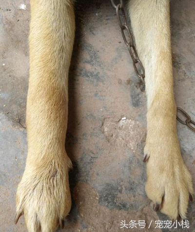 狗狗被毒蛇咬自己会找草药不,狗狗被咬伤了可以用什么草药