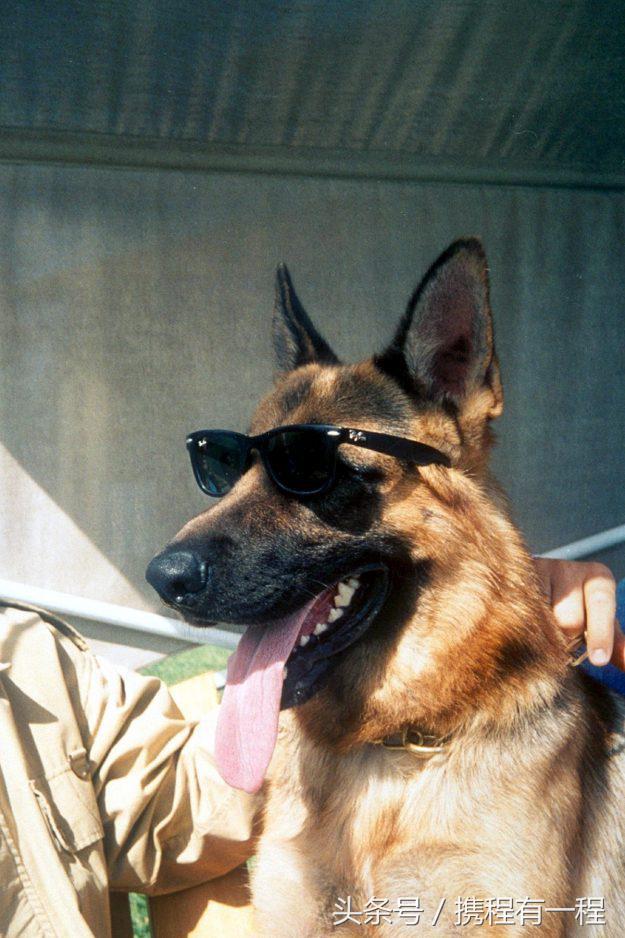 王思聪可以带狗上飞机吗 (王思聪飞机可以带狗吗)