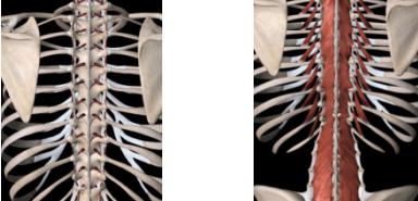 瑜伽体式二十四字要诀,练瑜伽的基本动作30分钟