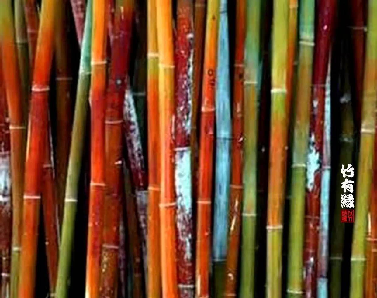 竹子染色水,竹子怎么无药染色