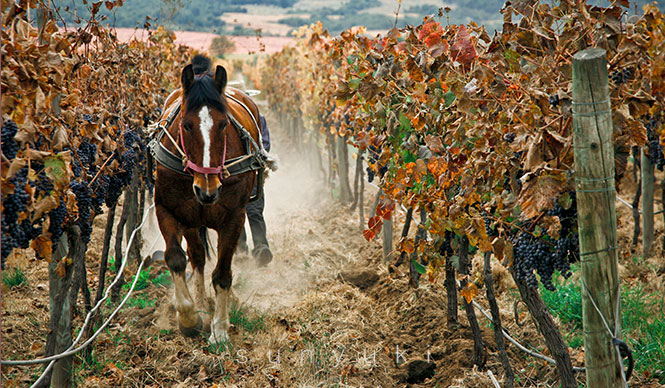 还以为智利只有低端酒？它是这样逆袭的！