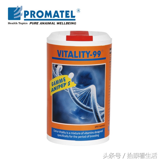 狗狗怀孕期间狗主人们要关注些什么？请爱护这位“准妈妈”