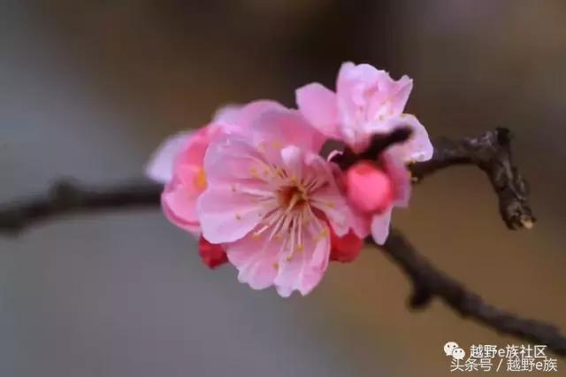 丰田坦途3.3t柴油版改装,丰田坦途trd全新款2022款改装