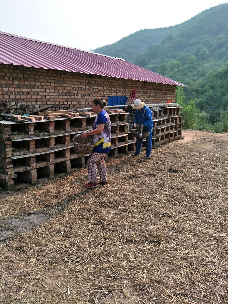 大蒜乌骨鸡,大蒜公鸡