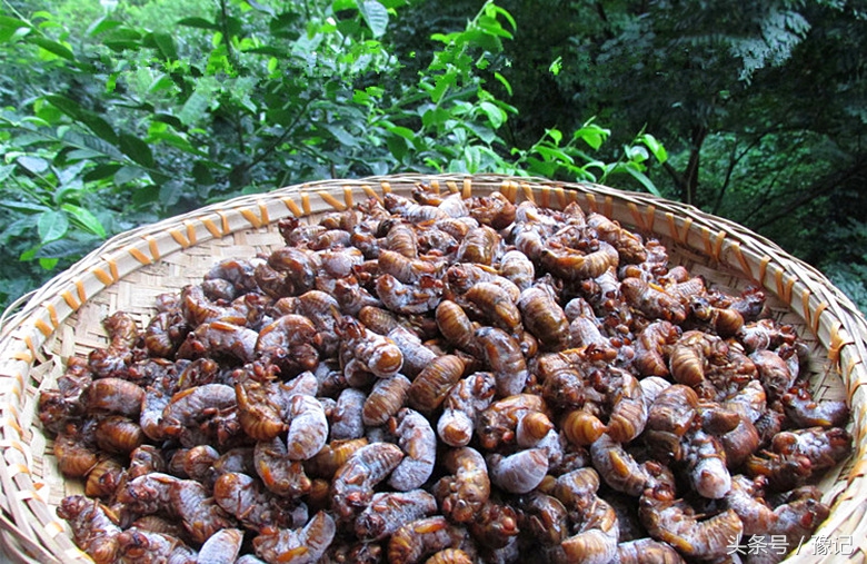 知了好吃嘛,知了怎样地叫