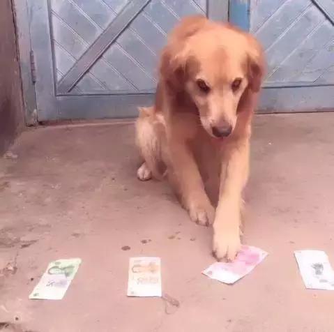 金毛犬的智商有多高,金毛犬智商有多高