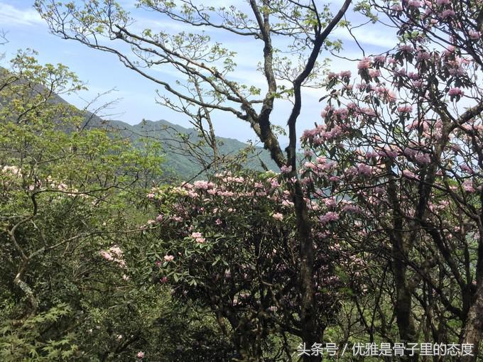 梵净山奇幻之旅,梵净山最美一日游