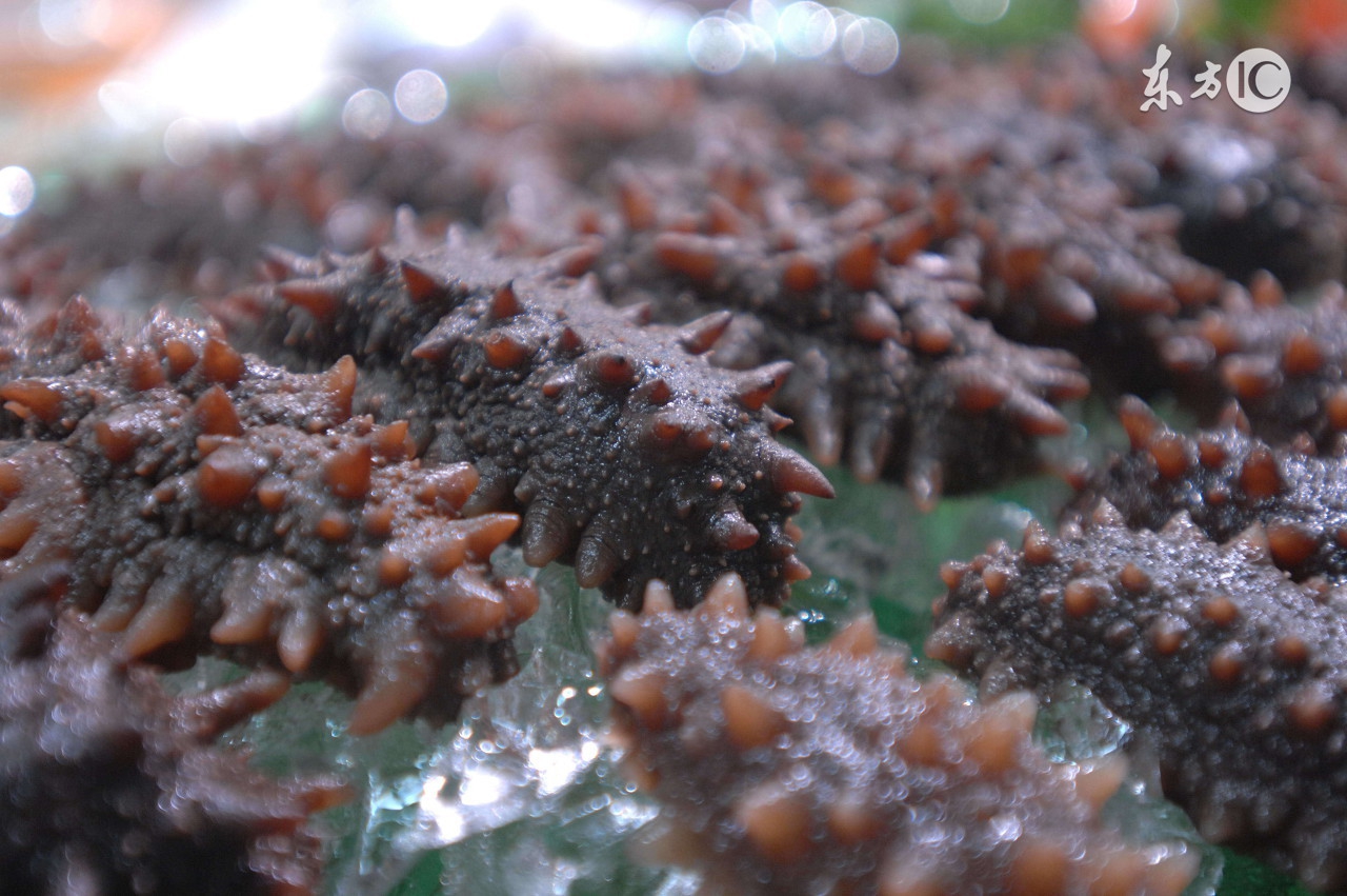 即食海参食品安全标准,八大馇中的食品安全