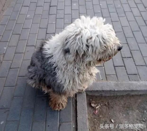 路上捡到一只流浪古牧，几天后却含着泪把它送走