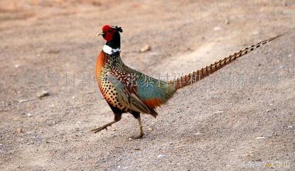 农村赚钱的真实案例,分享一下自己在农村做的生意