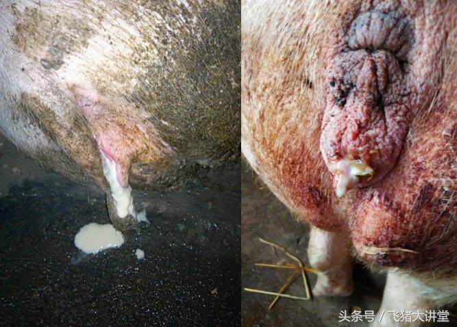 子宫炎治疗费用有上万块钱吗,母猪宫炎康多少钱1袋