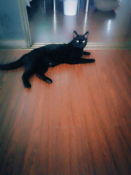 话不投机半句多，一言不合就开咬，这猫是不是被我宠坏了！