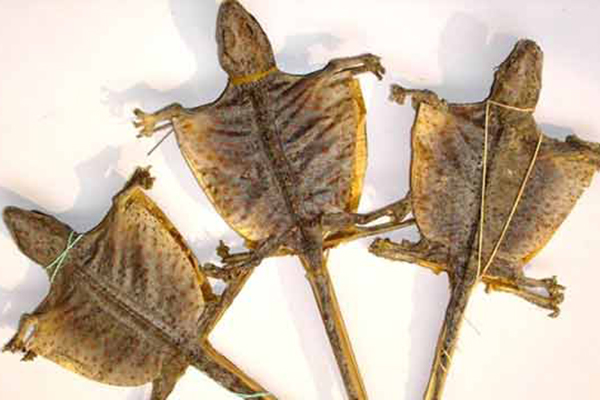 这个动物的尾巴补气之功可与人参媲美，还可以益肾精！