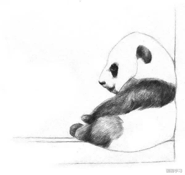 素描大熊猫,零基础怎么画出可爱猫咪素描教程