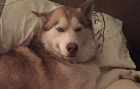 哈士奇的喂养方法视频,最正确的哈士奇饲养方法