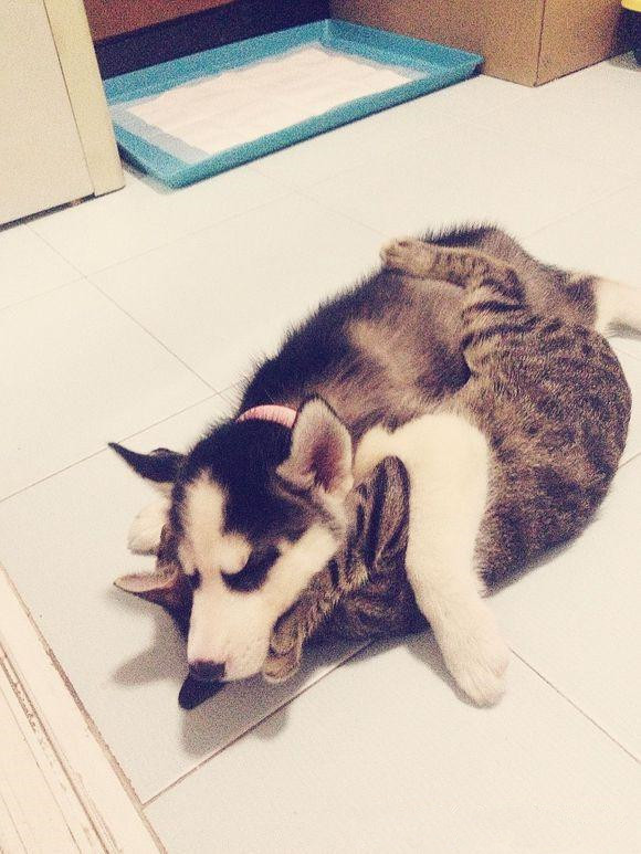 哈士奇惹猫咪秒怂,哈士奇抓猫咪