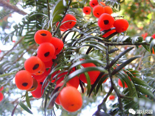 红豆杉出现黄叶怎么办,红豆杉黄叶是什么原因怎样防治