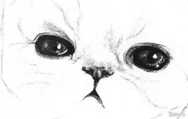 素描大熊猫,零基础怎么画出可爱猫咪素描教程