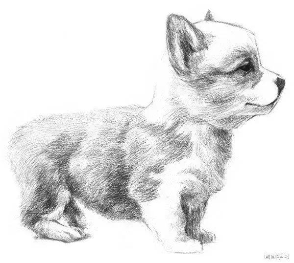 素描大熊猫,零基础怎么画出可爱猫咪素描教程