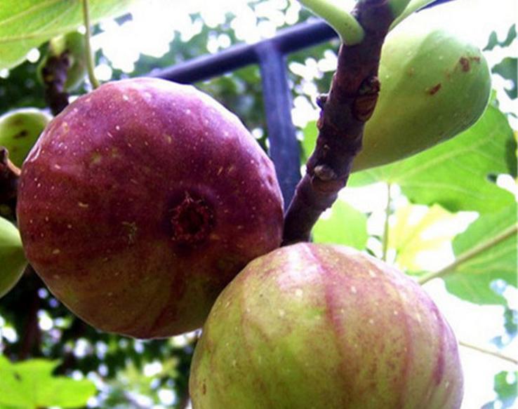 无花果大棚栽培技术,盆栽无花果栽培技术