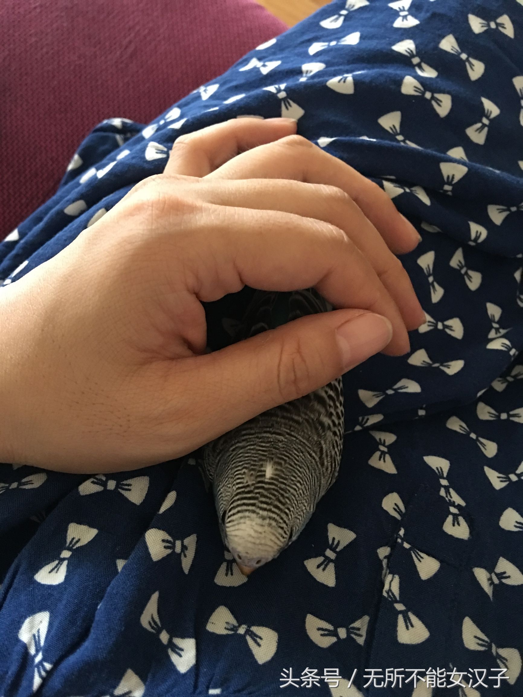 八字腿矫正后的鹦鹉,虎皮八字脚矫正几天