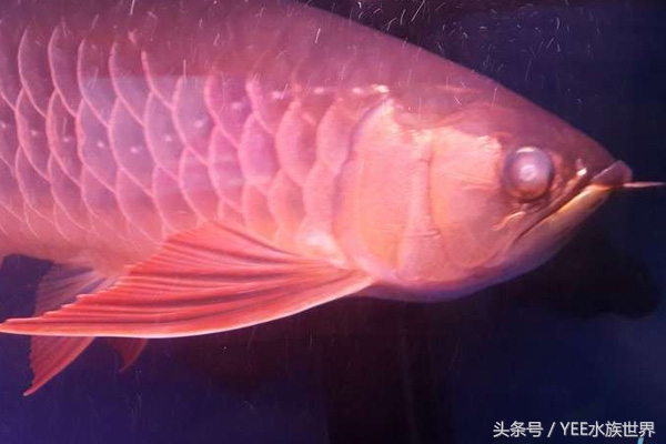 龙鱼怎么救治,龙鱼生病了翻肚了怎么办