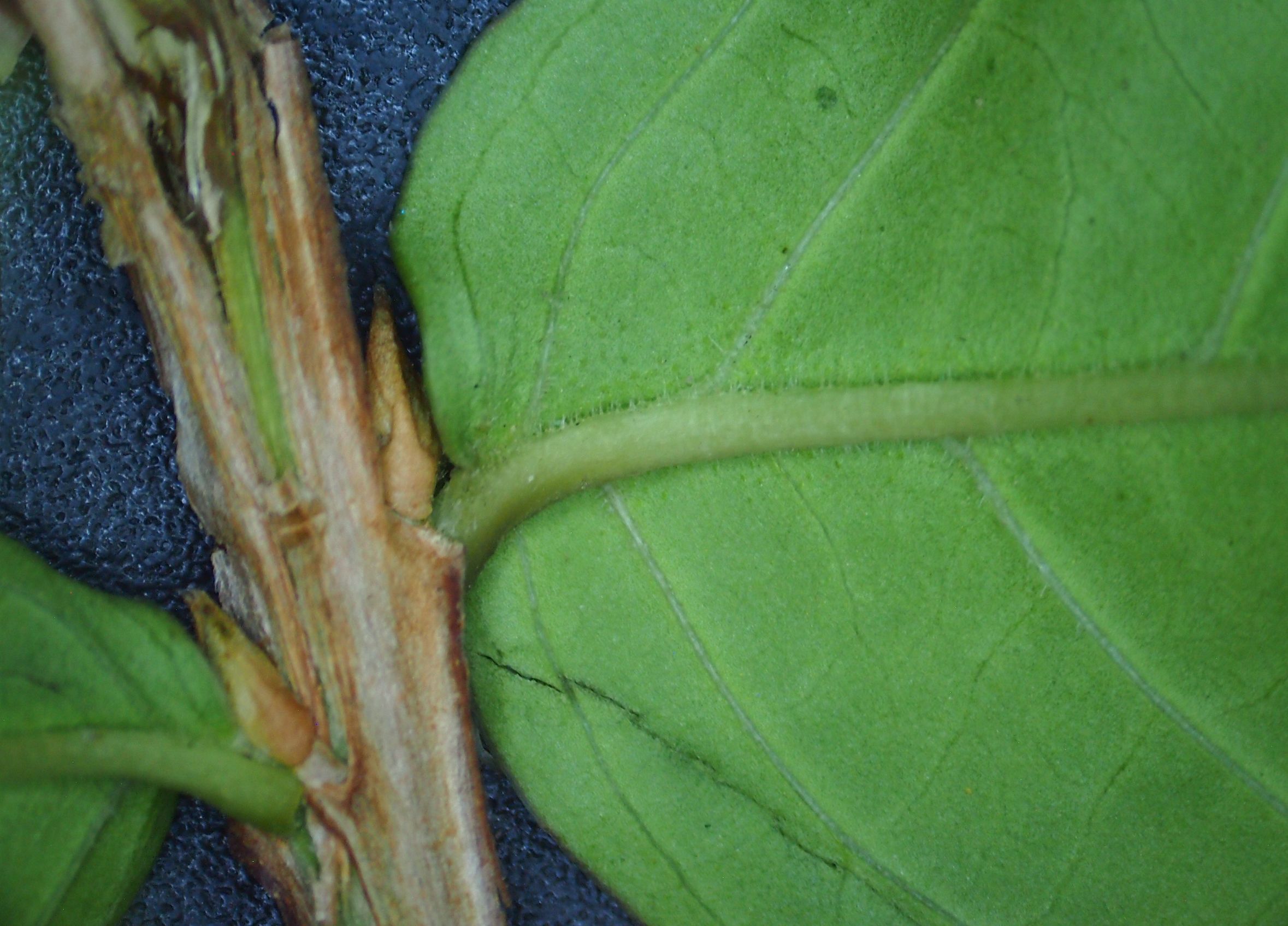 紫薇皮图片,百日红紫薇长花苞后多久开视频