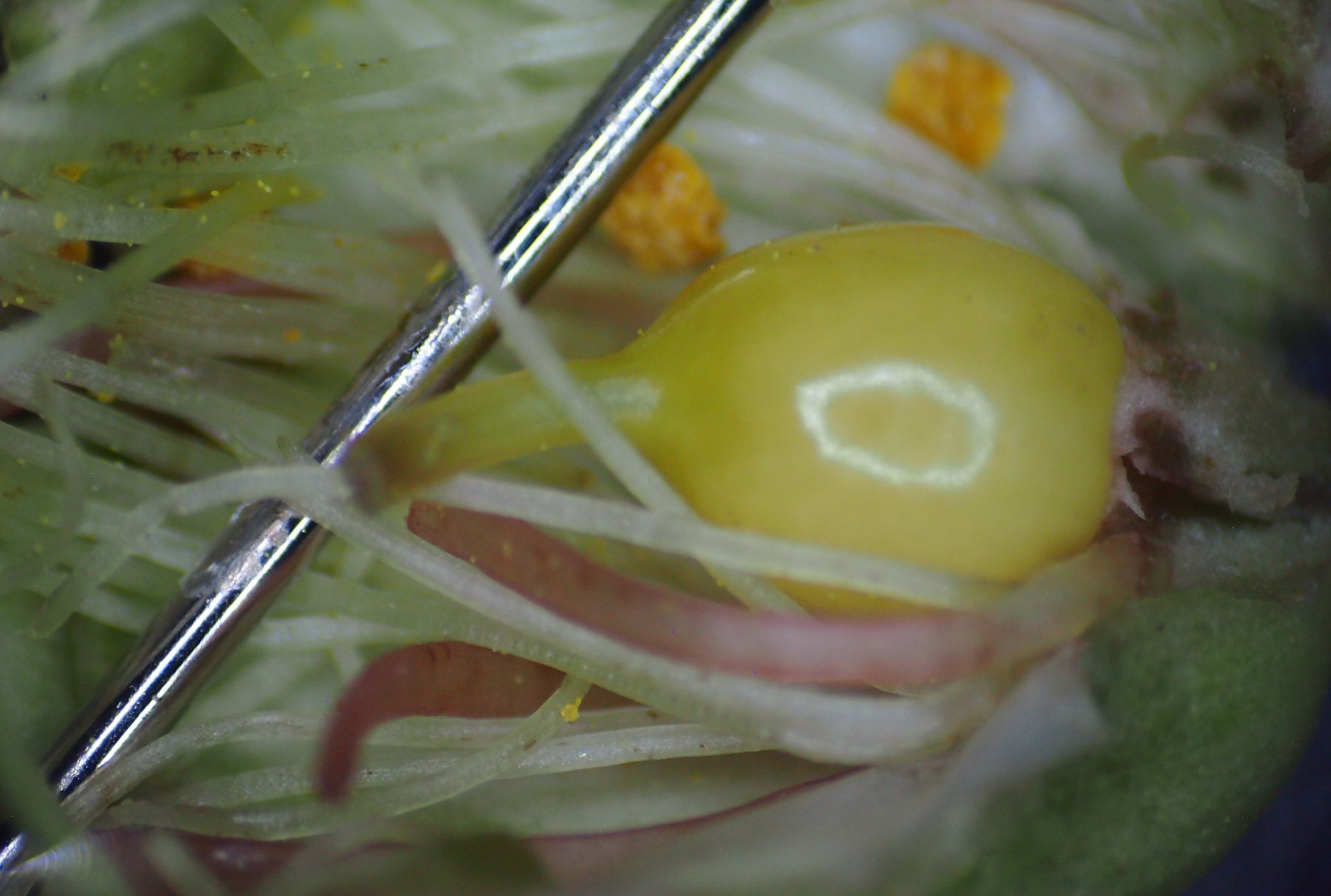 紫薇皮图片,百日红紫薇长花苞后多久开视频