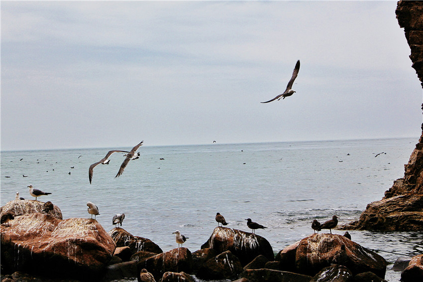 荣成海驴岛一年四季都有海鸥吗,国外海岛看海鸥