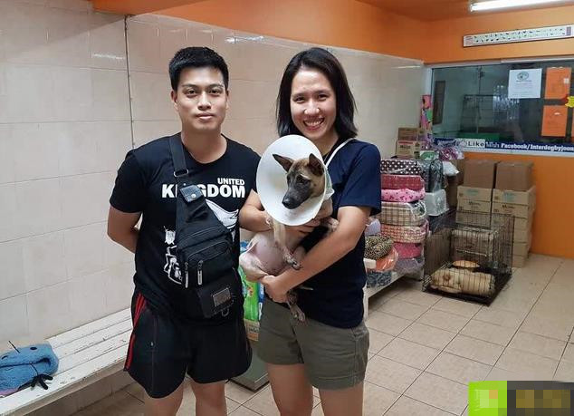 狗狗腿被车压骨头弯了怎么办,狗狗腿被车压了特别肿