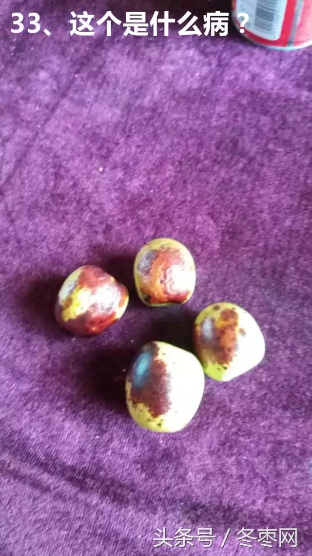 冬枣管理问题解答299期,冬枣管理问题及解析