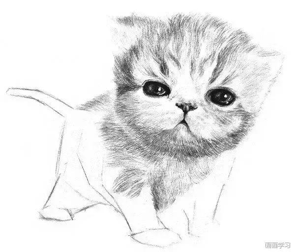 素描大熊猫,零基础怎么画出可爱猫咪素描教程