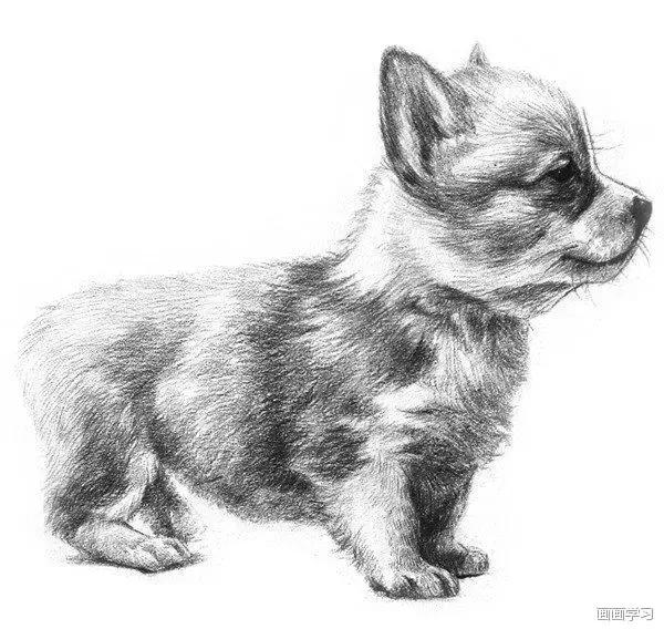 素描大熊猫,零基础怎么画出可爱猫咪素描教程