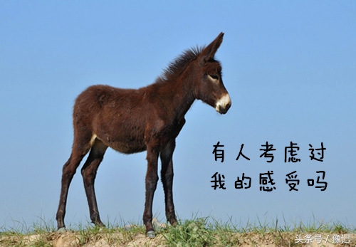 吴承恩《西游记》和连云港花果山,吴承恩四大游记