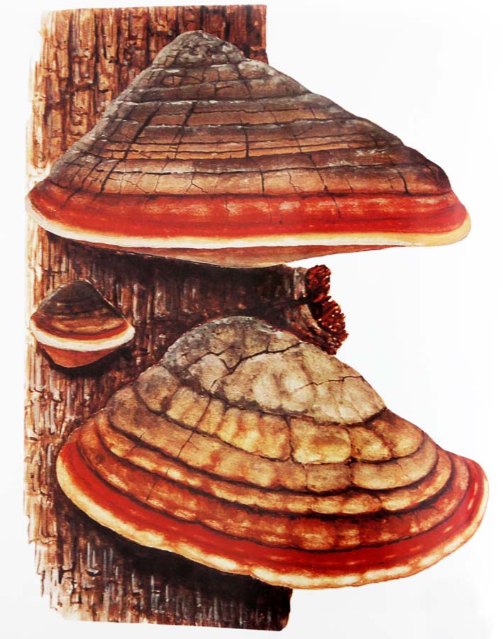 中药变废为宝,中药秘方大量流失