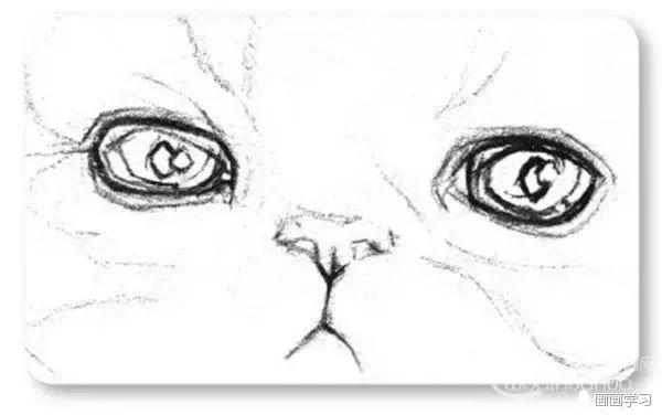 素描大熊猫,零基础怎么画出可爱猫咪素描教程