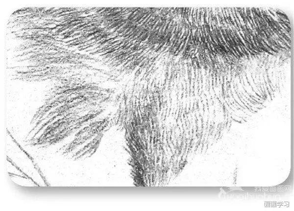 素描大熊猫,零基础怎么画出可爱猫咪素描教程